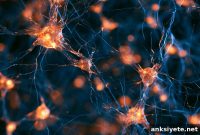 How Ketamine Rewires Neural Networks and Boosts Neuroplasticity