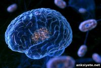 Mitochondrial Plaques Identified in Alzheimer’s Brains