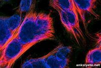 TRF2 Maintains Muscle Stem Cell Identity and Promotes Regeneration