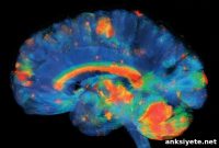 Study Reveals Brain Mechanism Behind Goal-Directed Behavior