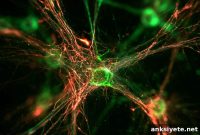 Brain Stimulation Activates Cell-Specific Genes in Living Brains