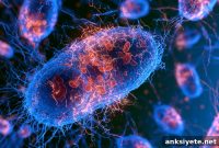 Tau Protein Invades Mitochondria, Fuels Alzheimer’s Progression