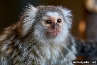 Marmoset Genome Reveals New Alzheimer’s Insights