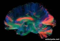 How Receptor Density Shapes Whole Brain Network Dynamics