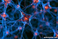 Exercise Protects Dopamine Neurons in Parkinson’s Disease