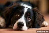 Study: Dogs’ Brains Distinguish Human Anger, Fear, and Sadness