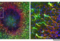 Regenerative Astrocytes Reverse Brain Damage