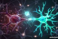 TIMP2 Restores Immune Function in the Aging Brain