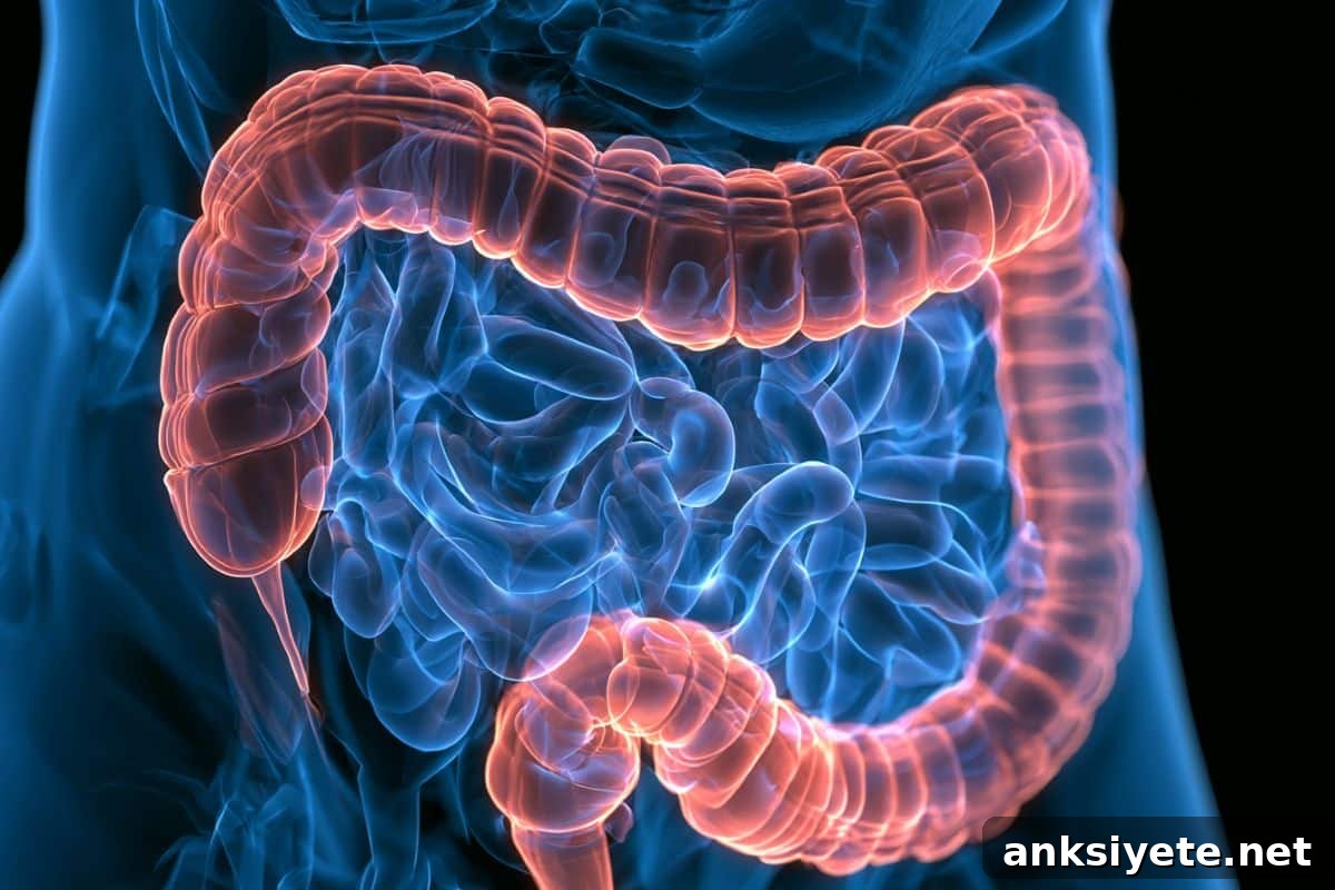 Inflammatory Bowel Disease Raises Anxiety and Depression Risk 2 This shows an image of the intestines.