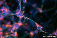 Key Genetic Switch Directs Long-Range Axon Guidance