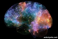 Common Molecular Signatures of Autism Genes in the Brain