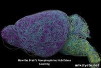 Blue Brain Region Reveals How Norepinephrine Drives Learning