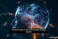 Why the Brain Acts Like Two Organs Joined by Evolution