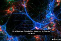 Disrupted Striatal D2 Receptors Drive ADHD and Impulsivity