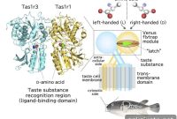Single-Molecule Latch Redefines Taste Perception