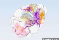 New Motor Cortex Map Reveals 16 Functional Subregions