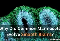 Why Do Some Primates Have Smooth Brains? The Science Explained