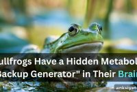 Study: Bullfrog Brains Make Fuel When Glucose Runs Out