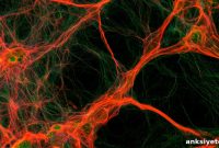How Brain Cells Measure Axons to Form Precise Myelin Sheaths