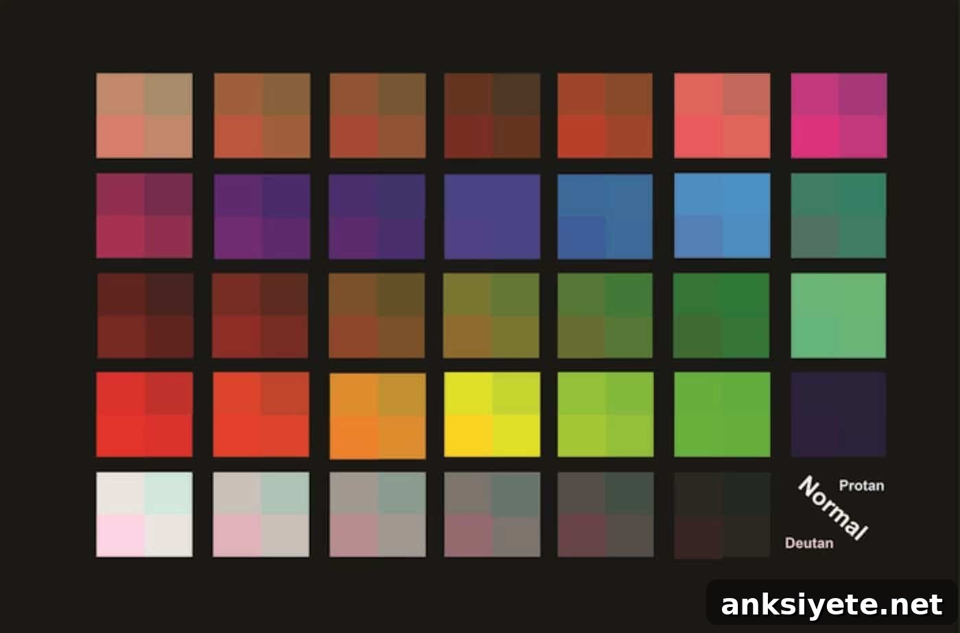 How a Computational Model Explains Color Vision Variations