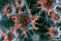 Herpes Simplex Virus Rewires Brain Immune Cells