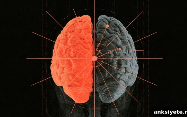 Why the Left Hemisphere Controls the Right Side of the Body