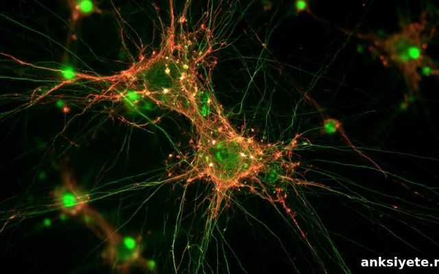 How the Fetal Brain Removes Genetically Defective Neurons