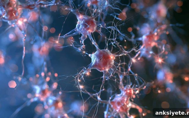 New Transporter Crosses Blood-Brain Barrier to Deliver Creatine