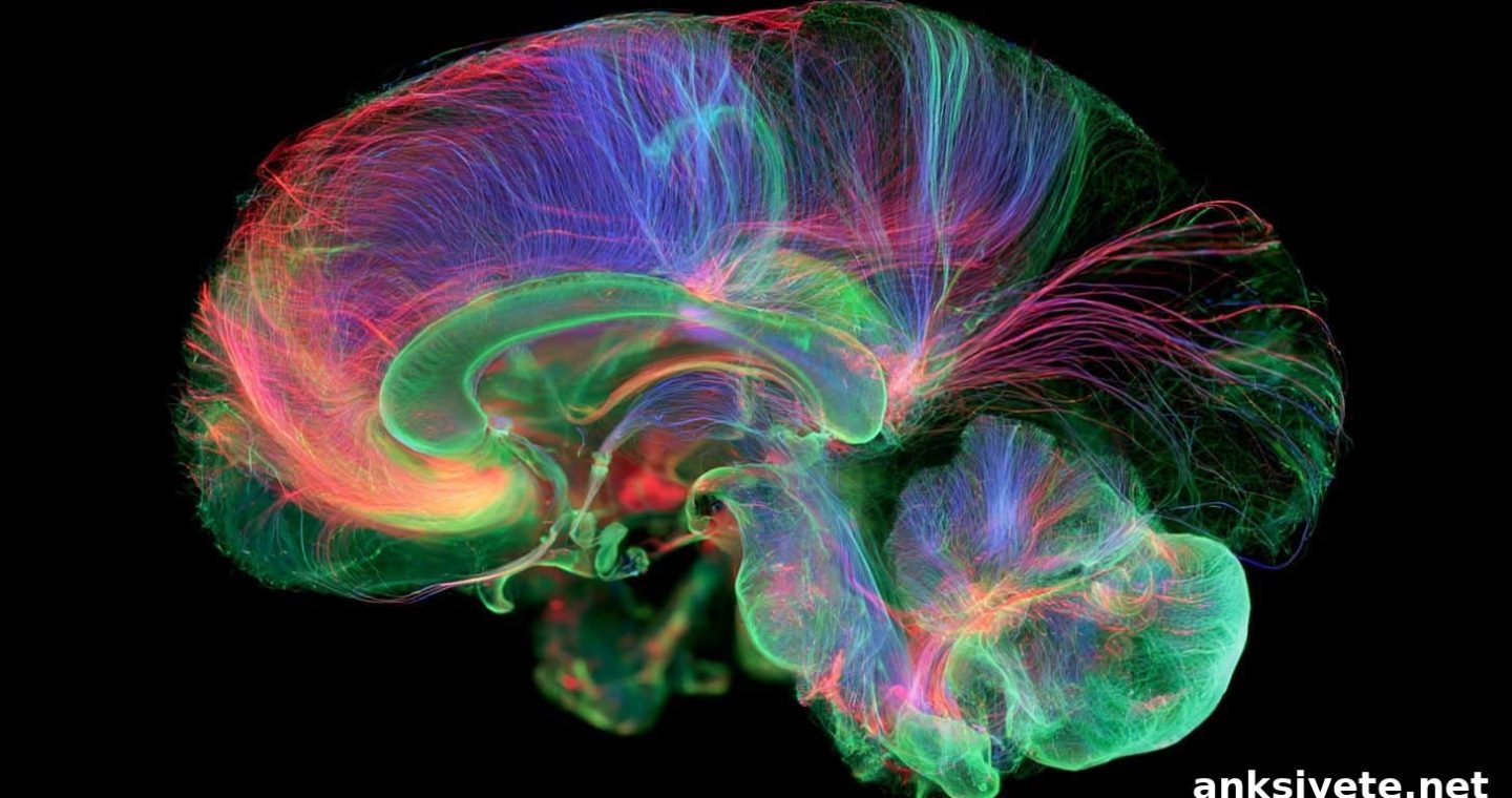 Premature Birth Disrupts Cerebellar Wiring and Brain Development